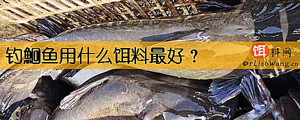 钓鮰鱼用什么饵料最好