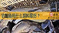 《钓鮰鱼用什么饵料最好？》封面图