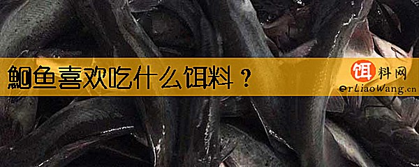 鮰鱼喜欢吃什么饵料
