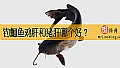 《钓鮰鱼鸡肝和猪肝哪个好？》封面图