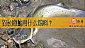 钓长吻鮠用什么饵料？