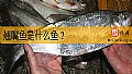 《翘嘴鱼是什么鱼？》封面图