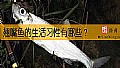 《翘嘴鱼的生活习性有哪些？》封面图