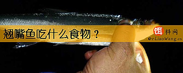 翘嘴鱼吃什么食物