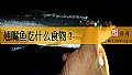 《翘嘴鱼吃什么食物?》封面图