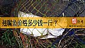 《翘嘴鱼价格多少钱一斤?》封面图