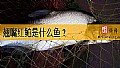 《翘嘴红鲌是什么鱼?》封面图