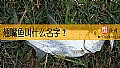 《翘嘴鱼叫什么名字?》封面图