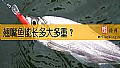 《翘嘴鱼能长多大多重?》封面图