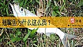 《翘嘴鱼为什么这么贵?》封面图