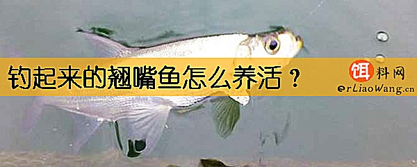 钓起来的翘嘴鱼怎么养活