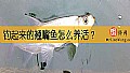 《钓起来的翘嘴鱼怎么养活？》封面图