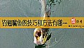 钓翘嘴鱼的技巧和方法有哪些？