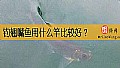 钓翘嘴鱼用什么竿比较好？