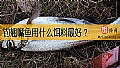 钓翘嘴鱼用什么饵料最好？
