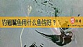 《钓翘嘴鱼用什么鱼钩好？》封面图