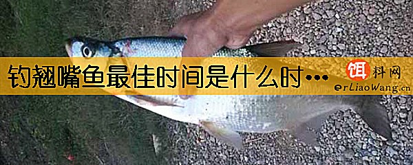 钓翘嘴鱼最佳时间是什么时候