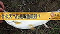 《什么天气钓翘嘴鱼最好？》封面图