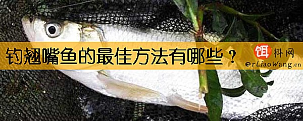 钓翘嘴鱼的最佳方法有哪些