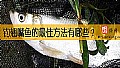 《钓翘嘴鱼的最佳方法有哪些？》封面图