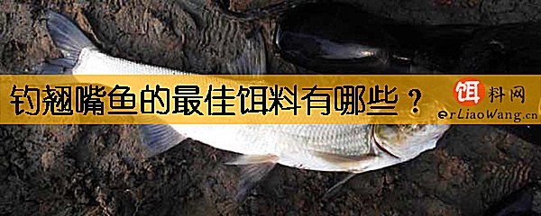 钓翘嘴鱼的最佳饵料有哪些