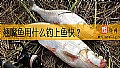 《翘嘴鱼用什么钓上鱼快？》封面图