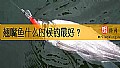 《翘嘴鱼什么时候钓最好？》封面图