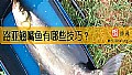 路亚翘嘴鱼有哪些技巧？
