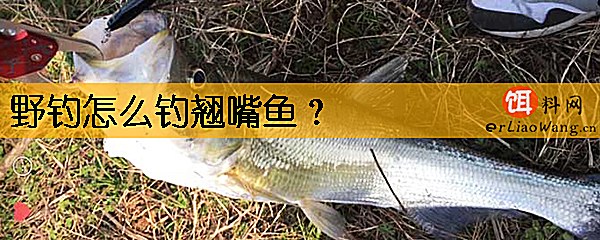 野钓怎么钓翘嘴鱼