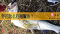 野钓怎么钓翘嘴鱼？