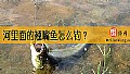 《河里面的翘嘴鱼怎么钓?》封面图