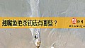 《翘嘴鱼绝杀钓法有哪些？》封面图