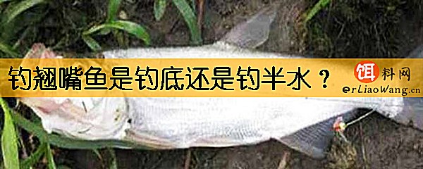 钓翘嘴鱼是钓底还是钓半水