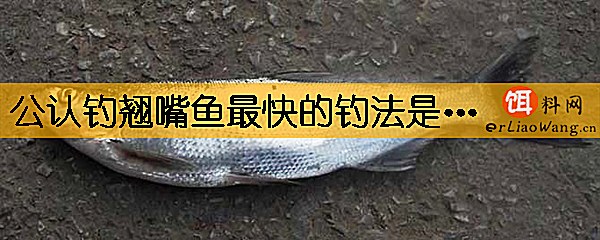 公认钓翘嘴鱼最快的钓法是什么