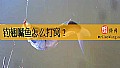 《钓翘嘴鱼怎么打窝？》封面图