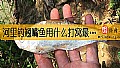 《河里钓翘嘴鱼用什么打窝最好？》封面图