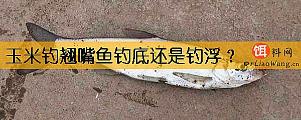 玉米钓翘嘴鱼钓底还是钓浮