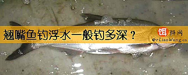 翘嘴鱼钓浮水一般钓多深