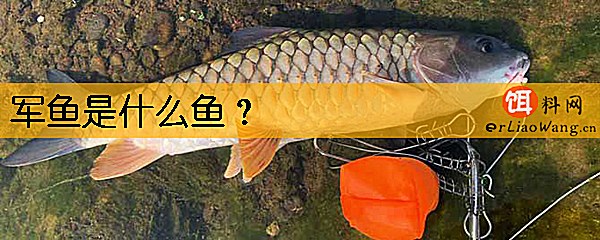 军鱼是什么鱼