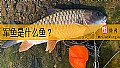 《军鱼是什么鱼？》封面图