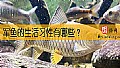 《军鱼的生活习性有哪些？》封面图