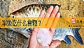 《军鱼吃什么食物？》封面图