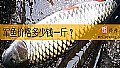 《军鱼价格多少钱一斤？》封面图