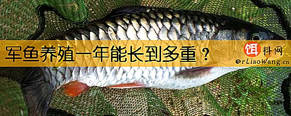 军鱼养殖一年能长到多重
