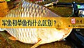 《军鱼和草鱼有什么区别？》封面图