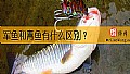 军鱼和青鱼有什么区别？