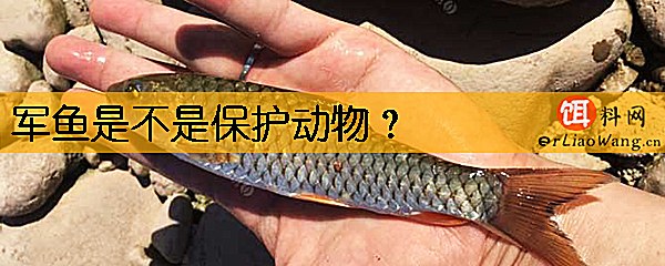 军鱼是不是保护动物