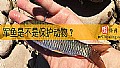 《军鱼是不是保护动物？》封面图