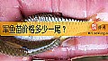 《军鱼苗价格多少一尾？》封面图
