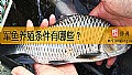 《军鱼养殖条件有哪些?》封面图